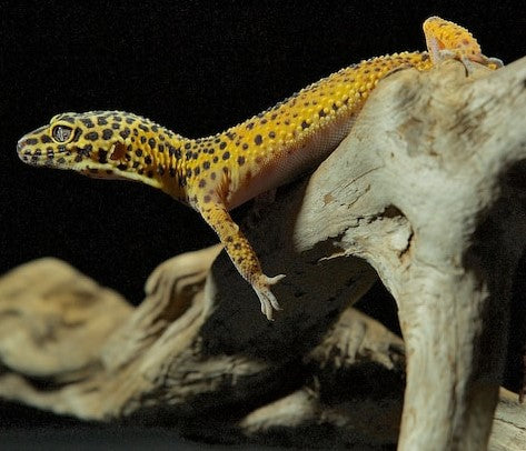 Setting up the Ideal Leopard Gecko Habitat