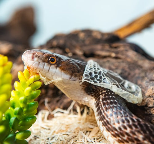 Shedding Care: How to Help Your Reptile
