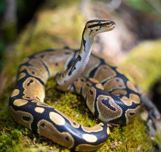 Creating the Perfect Royal Python Habitat: Expert Tips and Guide