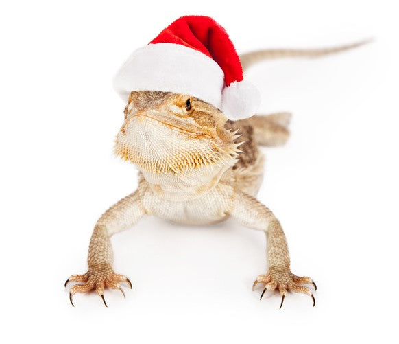The Reptili Christmas Shopping Guide for Bearded Dragon Lovers!