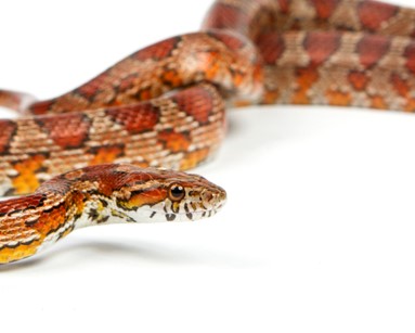 Key Considerations Before Getting a Pet Snake