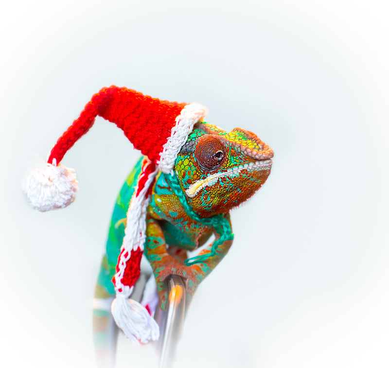 Chameleon Festive Haven: The Reptili Christmas Shopping Guide