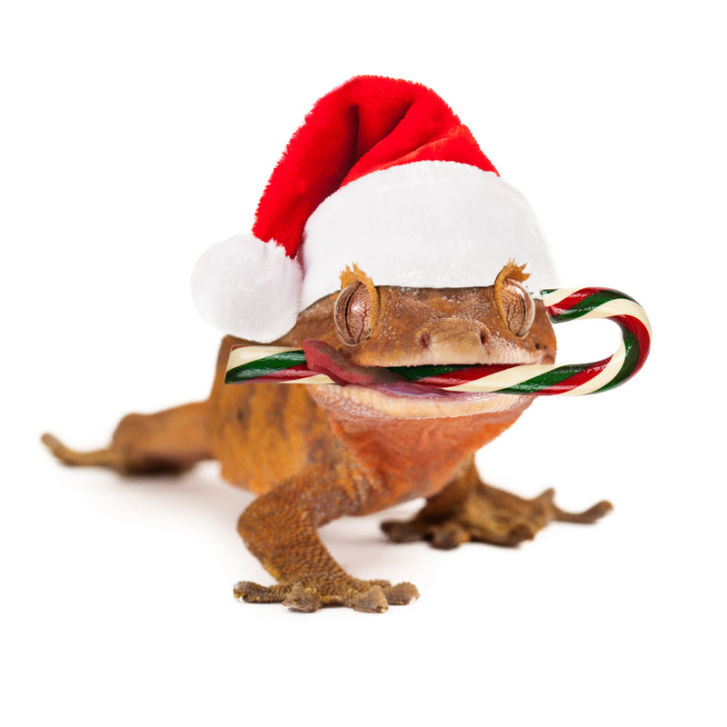 Reptili Christmas Gift Guide for Crested Gecko Lovers