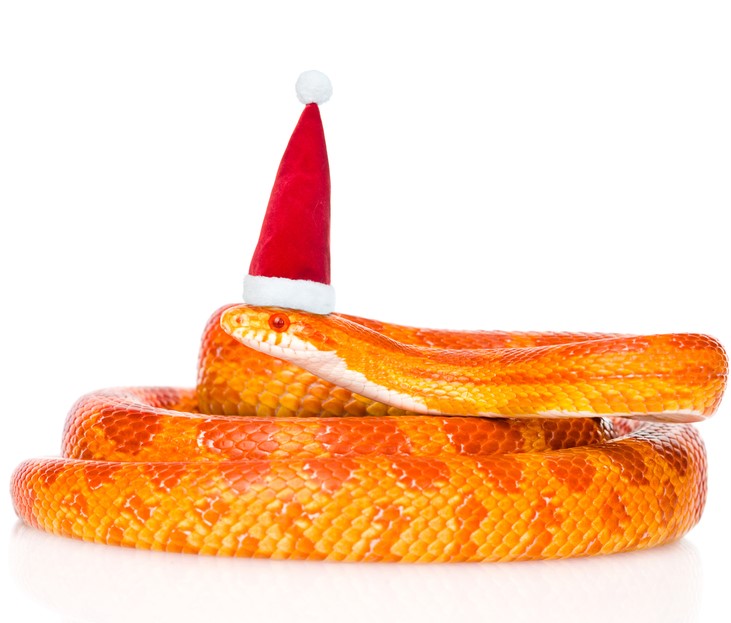 Corn Snake Christmas Gifts | The Reptili Guide - Make Their Holidays Hiss!