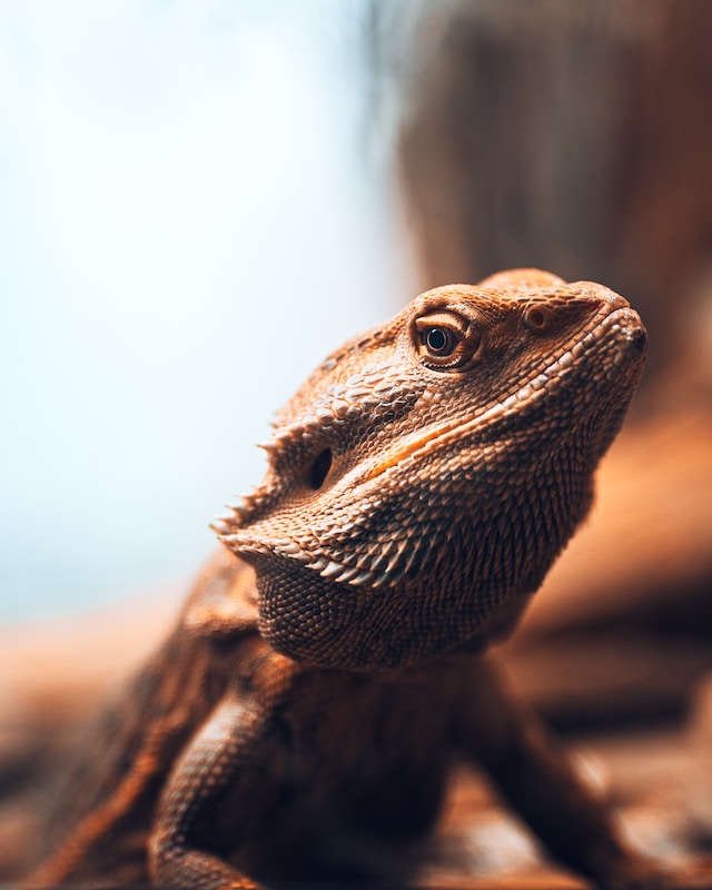 10 Amazing FAQ's about Bearded Dragons