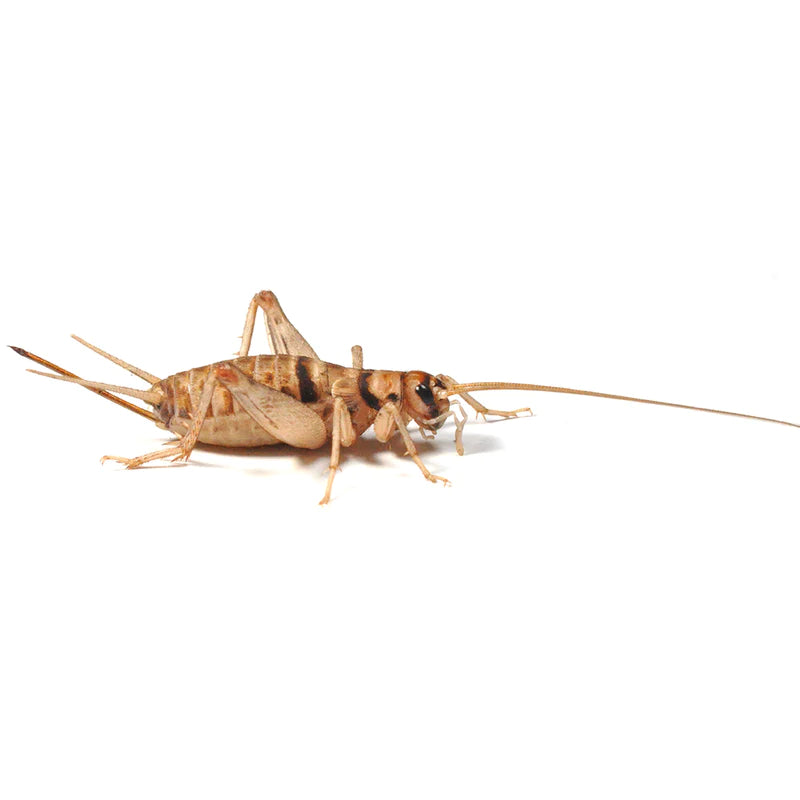 Banded Brown Crickets
