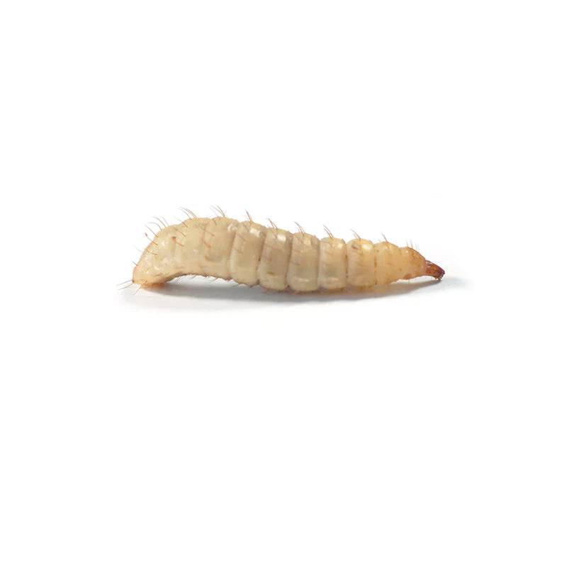 Calci Worms, 10mm, Postage Packs