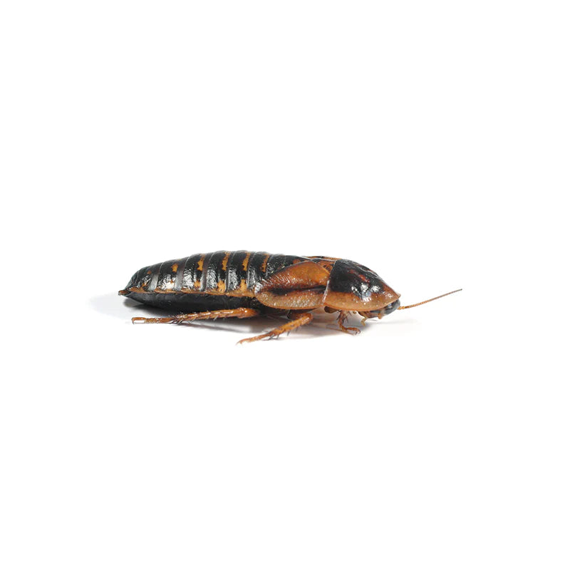 Dubia Roaches, Large (25-30mm), 8 Pack