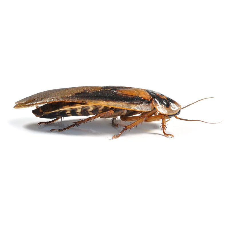 Dubia Roaches, Adult (35-40mm), 6 Pack