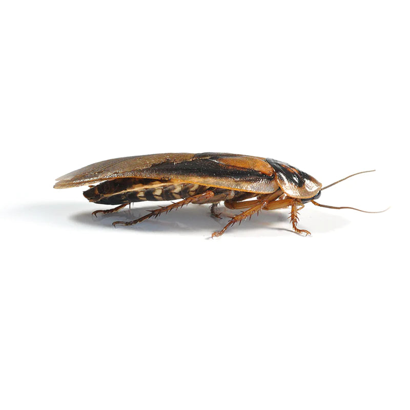 Dubia Roaches, Adult (35-40mm), 6 Pack, Postage Packs