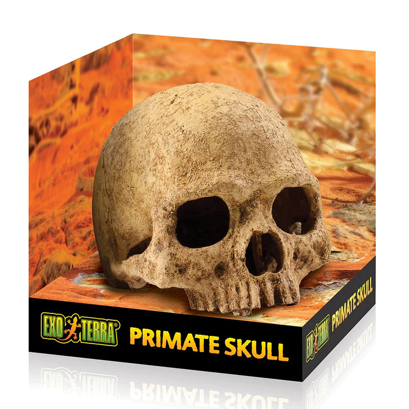 Exo Terra Primate Skull