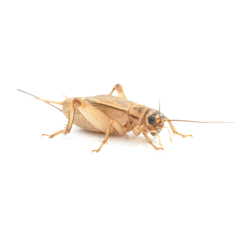 House Brown Crickets