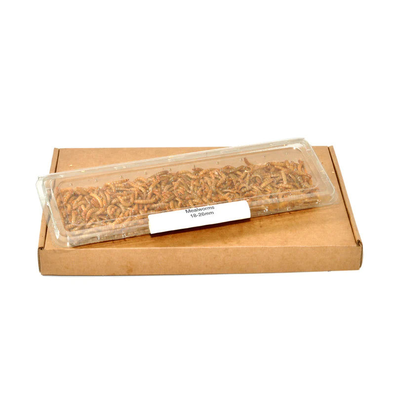Mealworms, 18-26mm, Postage Packs