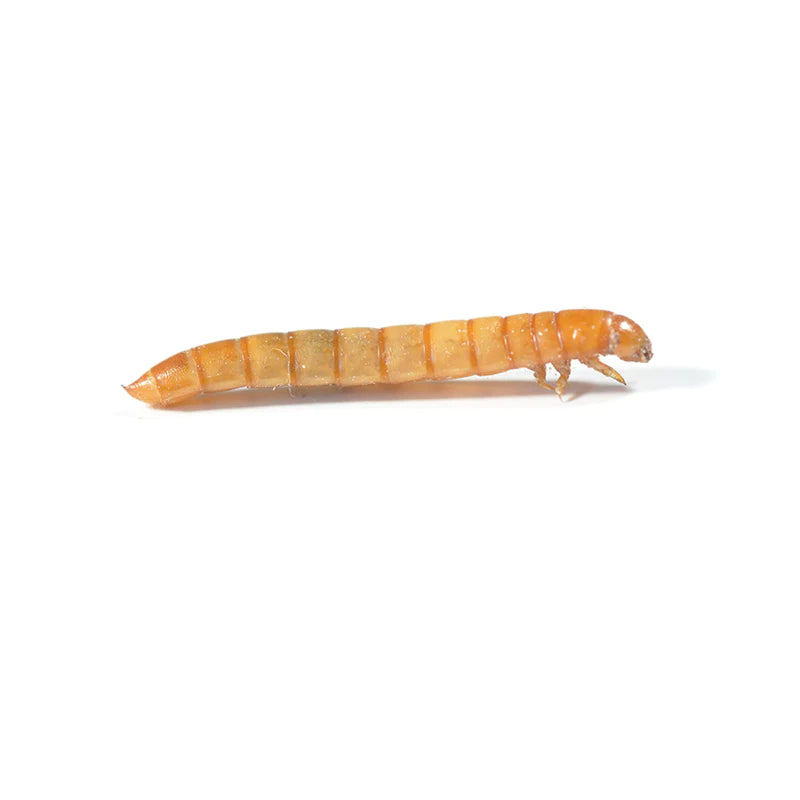 Mealworms, 18-26mm, Postage Packs
