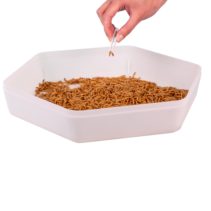 The Bug Factory Mealworm Storage Tray (Beetle Tray Not Included)